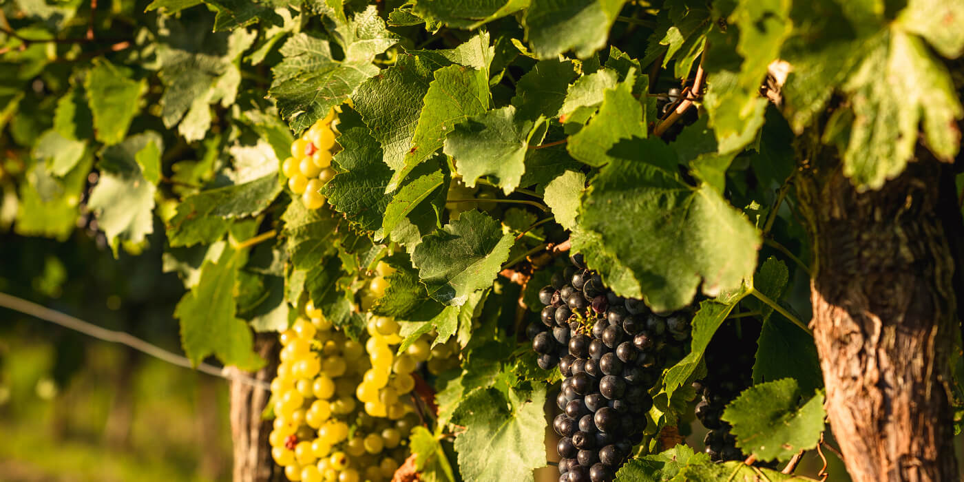Trauben im Weingut von Schlumberger in Österreich