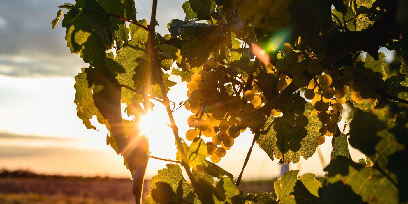 Weinrebe mit Sonnenstrahlen